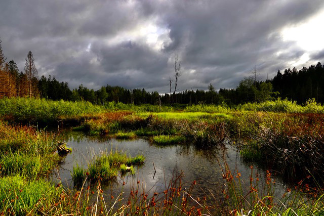 Titelbild_Moor