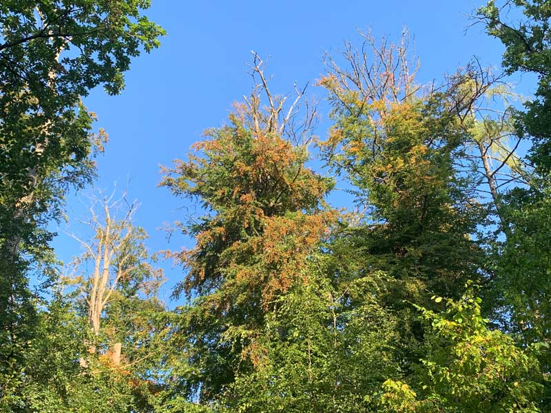 Titelbild_Klimawandel-fuer-durch-Wald